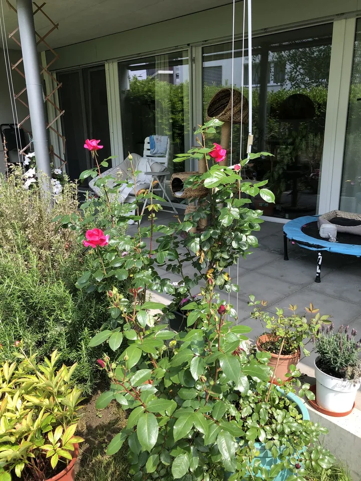 Beautiful garden room for animal lovers!