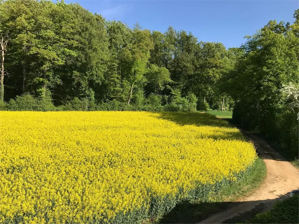 Charmantes freistehendes Häuschen im Grünen sucht Nachmieter!