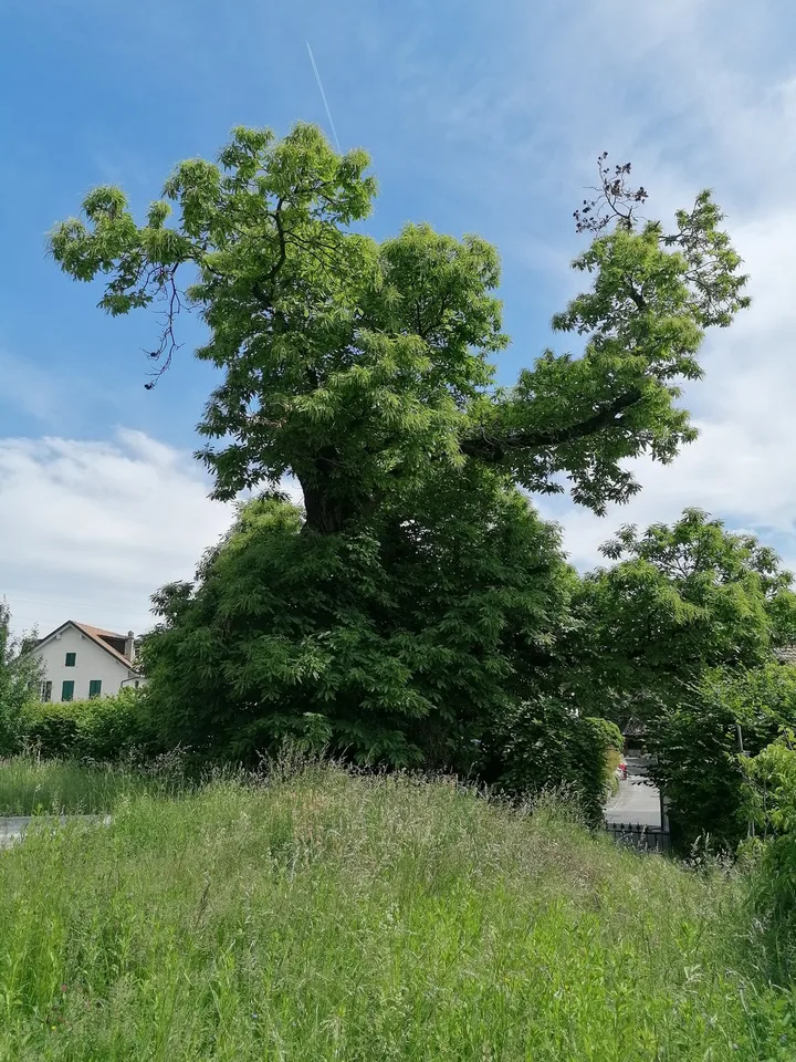 Chambre privative de 40 m² dans une colocation d'exception de deux maisons à Chigny sur Morges