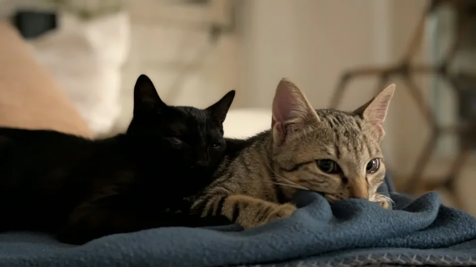 Helles 15.6 m² WG-Zimmer in grosszügiger 125 m² Wohnung in Ittigen 🏡🐈