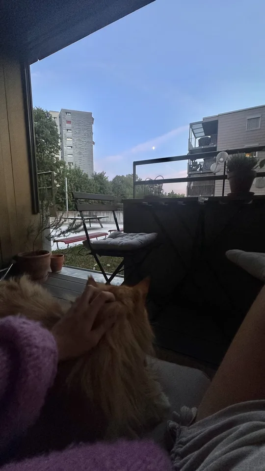 Möblierte Wohnung zur Zwischenmiete | Dezember 2026 & Januar 2027 | mit 2 liebevollen Maine-Coon-Katzen