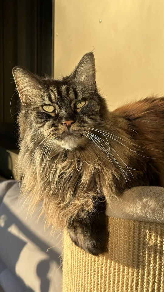 Möblierte Wohnung zur Zwischenmiete | Dezember 2026 & Januar 2027 | mit 2 liebevollen Maine-Coon-Katzen