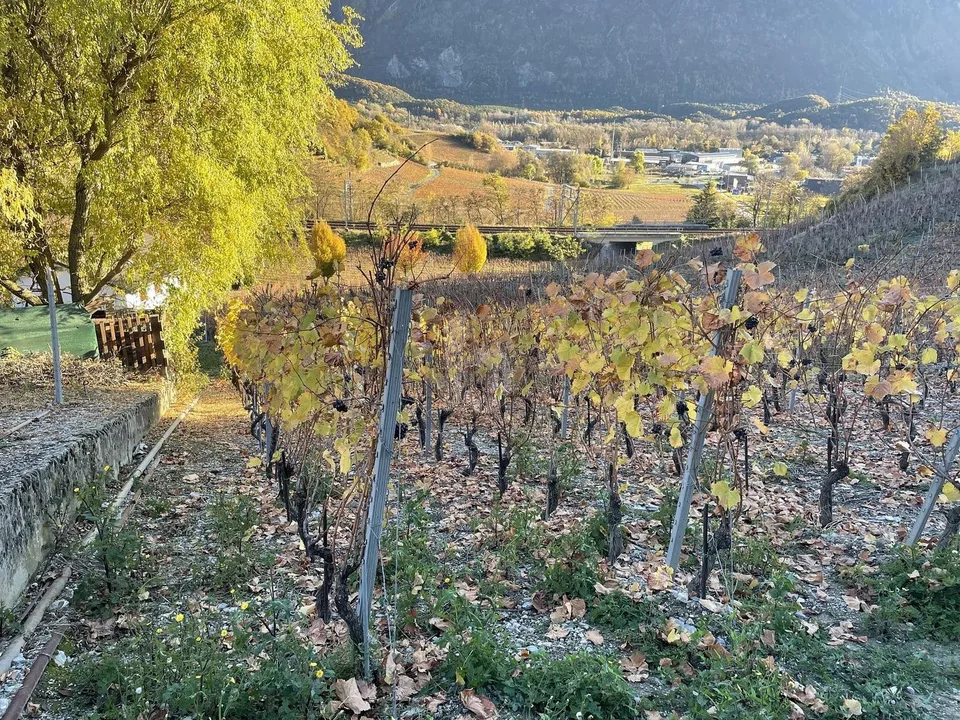 IN MITTEN MALERISCHER WEINBERGE – Foto 4 von 4