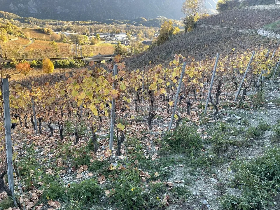 IN MITTEN MALERISCHER WEINBERGE – Foto 3 von 4